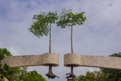 Low angle view of plant against sky