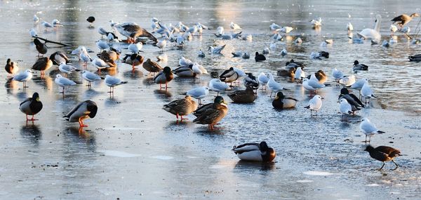 High angle view of ducks swimming in lake during winter