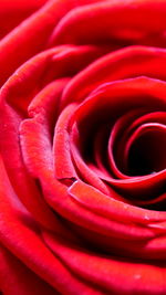 Full frame shot of red rose