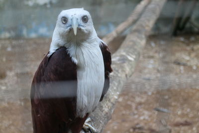 Close-up of a bird