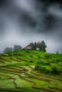 Scenic view of grassy field against sky