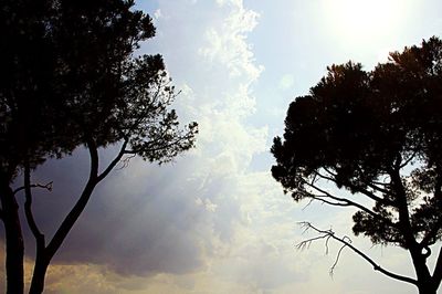 Low angle view of trees against sky