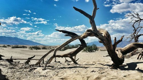 Dead tree in desert