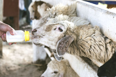 Midsection of person drinking water