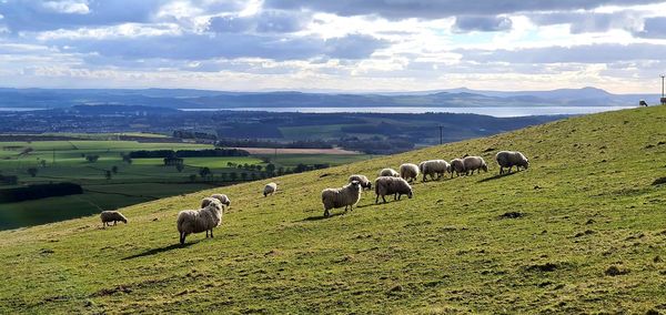 Sheep grazing on field