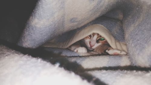 Portrait of cat lying down