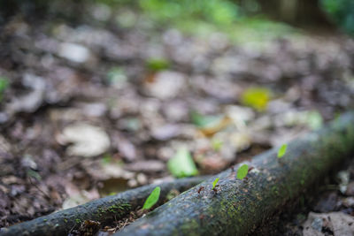 Close-up of moss growing on tree trunk