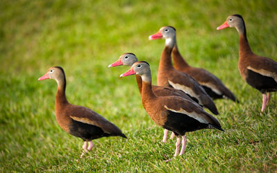 Low angle view of birds on grassy field
