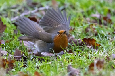 Close-up of a bird on field