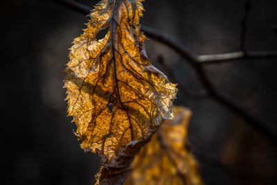 Close-up of dry leaves on plant