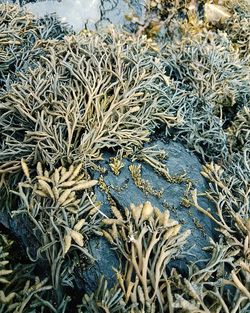 High angle view of dry leaf on field