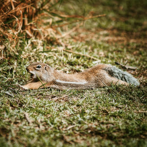 Squirrel on a field