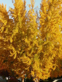 Low angle view of autumnal trees against sky