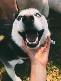 Midsection of person holding dog