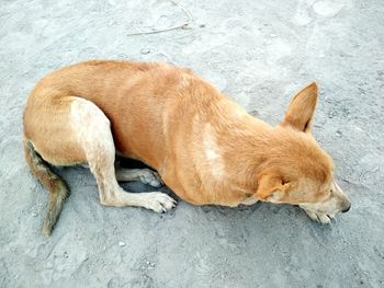 Stray dog lying on floor