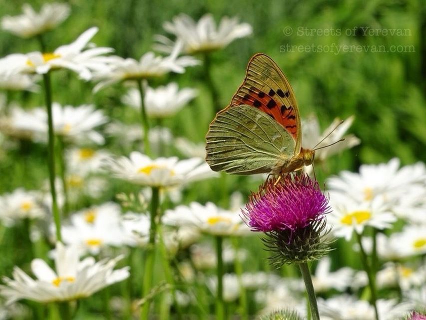 flower, insect, one animal, fragility, freshness, animal themes, animals in the wild, butterfly - insect, wildlife, butterfly, pollination, petal, focus on foreground, beauty in nature, flower head, growth, plant, close-up, nature, blooming