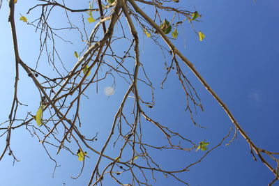 Low angle view of bare tree against clear blue sky