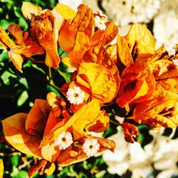 Close-up of autumn leaves