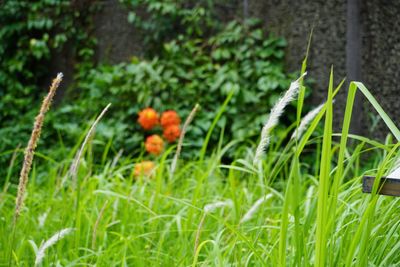 Close-up of orange flowering plants on field