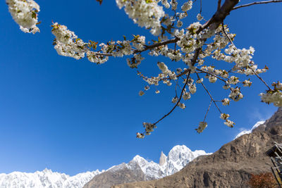 Low angle view of cherry blossoms against sky