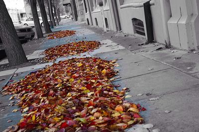 Autumn leaves in park