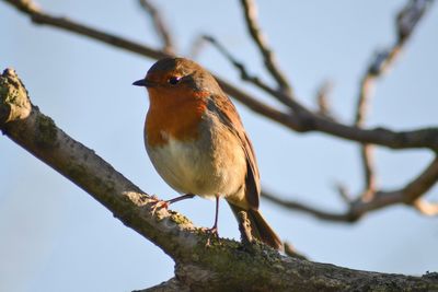 Close-up of bird perching on tree against sky