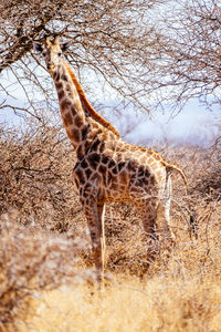 Horse standing in a field