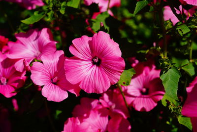 Close-up of pink flowering plants in park