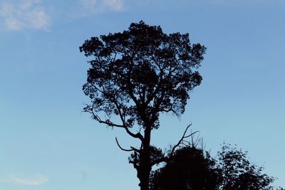 Low angle view of tree against clear blue sky