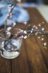 Close-up of cherry blossom on tree