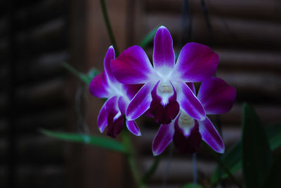 Close-up of purple flowering plant