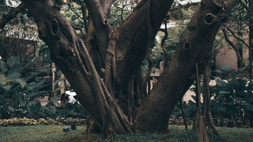 Trees in forest