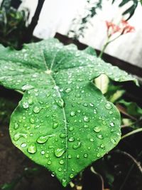 Close-up of leaves on leaf