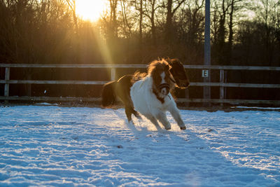 Miniature horses running on snow field during sunrise