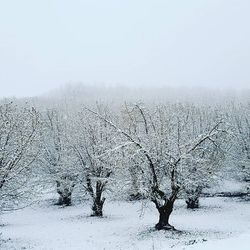 Bare trees on snow covered field