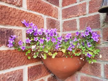 Close-up of potted plant against wall