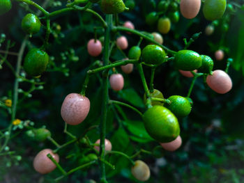 Close-up of fruits growing on tree