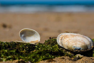 Close-up of seashell on beach