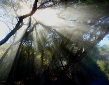 Low angle view of trees in forest