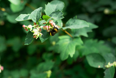 Close-up of bee pollinating on flower