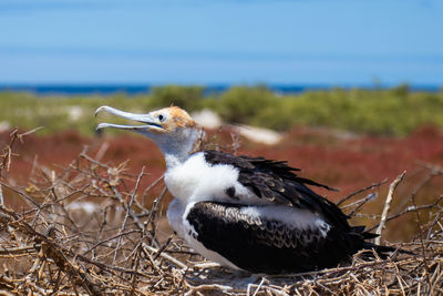 Close-up of a bird on field