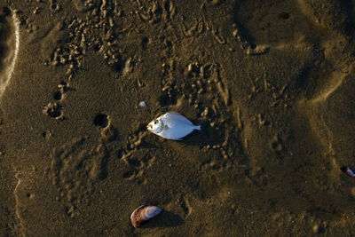 High angle view of footprints on beach