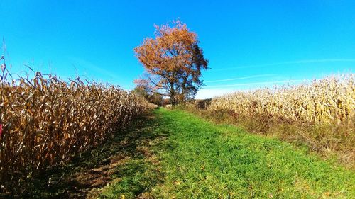 Crops growing on field against clear blue sky