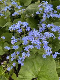 Close-up of purple flowering plants