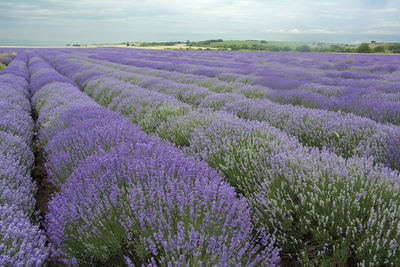 A lavender field in the region of chirpan, bulgaria in the beginning of june