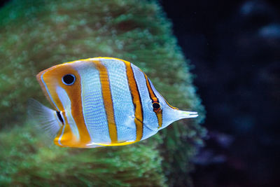 Close-up of fish swimming in aquarium