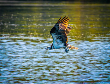 Bird flying over a lake