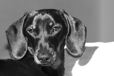 Close-up portrait of dog