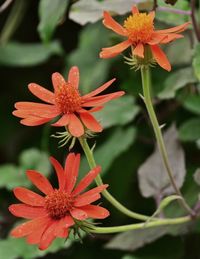 Close-up of red flower