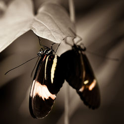 Close-up of butterfly on leaf